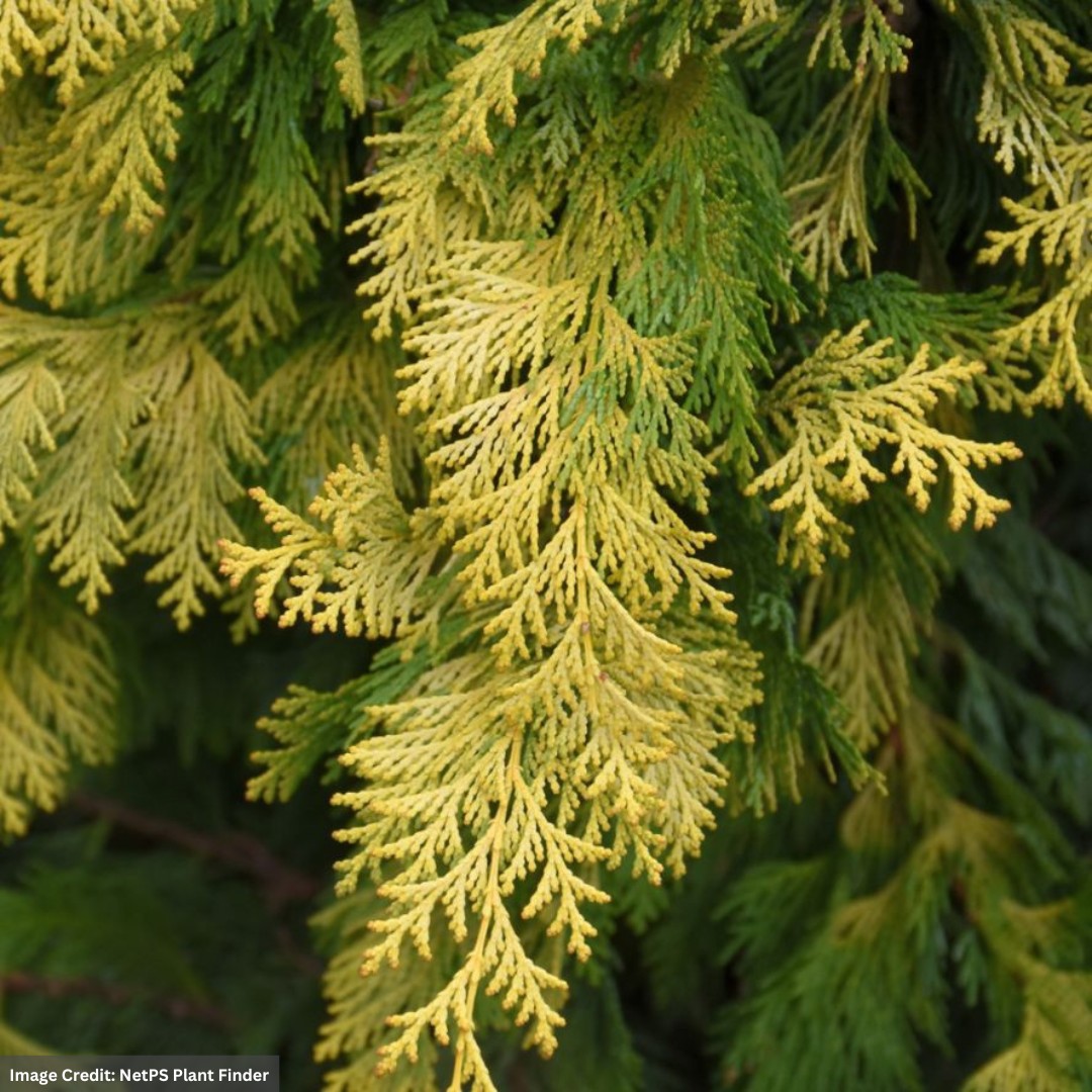 Falsecypress – Crippsii – #2 Container